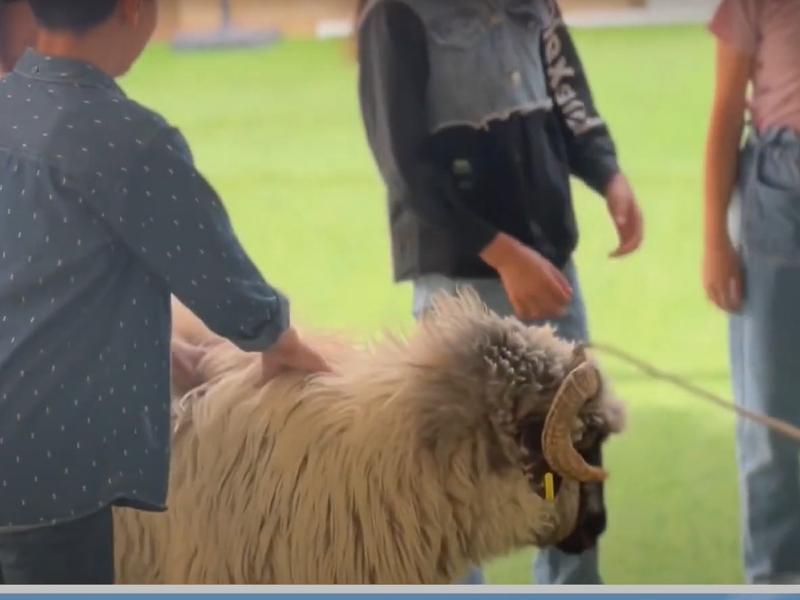 الأضحية  شعيرة عظيمة وفرصة لبثّ الفرح في قلوب المحتاجين